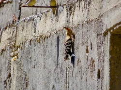 Eurasian Hoopoe